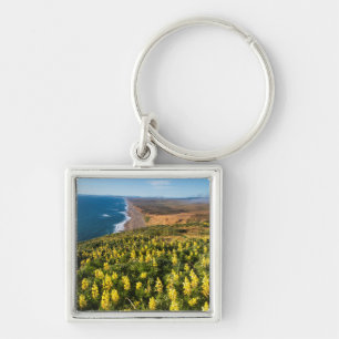 Gele lupine boven Point Reyes Beach bij Point Sleutelhanger