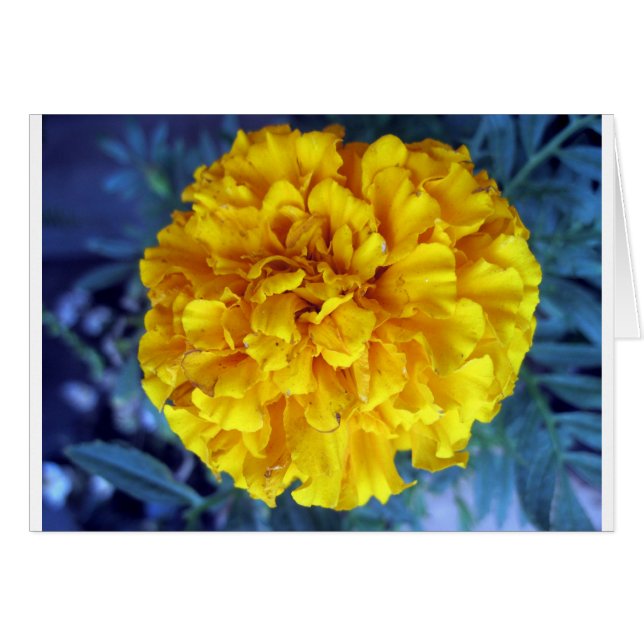 Gele marigold (Voorkant Horizontaal)