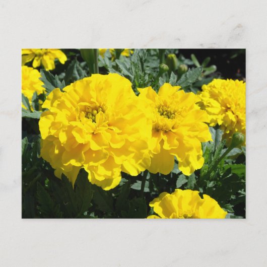 Gele marigold Flowers Briefkaart (Voorkant)