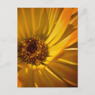 Gele marigold | Gelbe Ringelblume Briefkaart