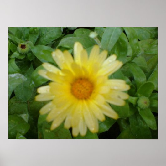 Gele marigold print (Voorkant)