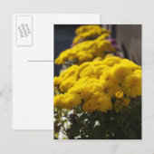 Gele mariniers basken in zonlicht briefkaart (Voorkant / Achterkant)