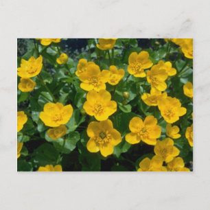 gele Marsh marigold bloemen Briefkaart