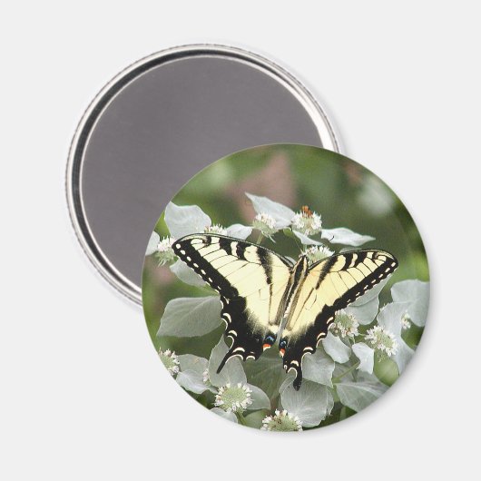 Gele moerasmug magneet (Voorkant / Achterkant)