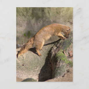 Gele Mongoose Briefkaart