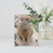 Gele mongose briefkaart (Staand voorkant)