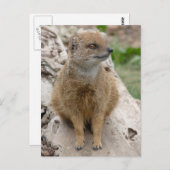 Gele mongose briefkaart (Voorkant / Achterkant)