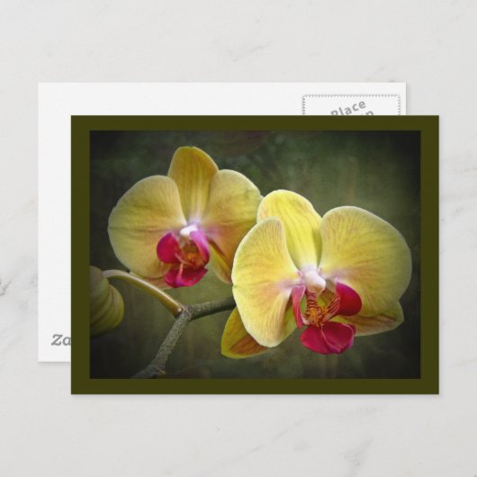 Gele moth Orchids - Phalaenopsis Briefkaart (Voorkant / Achterkant)
