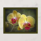 Gele moth Orchids - Phalaenopsis Briefkaart (Voorkant)