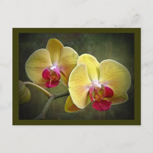 Gele moth Orchids - Phalaenopsis Briefkaart (Voorkant)