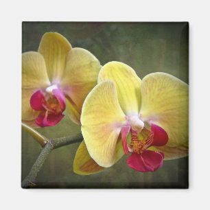 Gele moth Orchids - Phalaenopsis Magneet