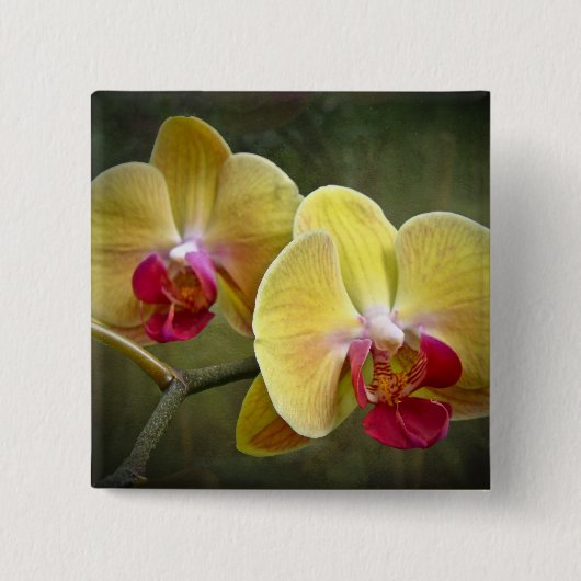 Gele moth Orchids - Phalaenopsis Vierkante Button 5,1 Cm (Voorkant)
