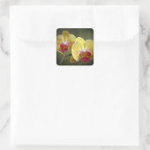 Gele moth Orchids - Phalaenopsis Vierkante Sticker (Tas)