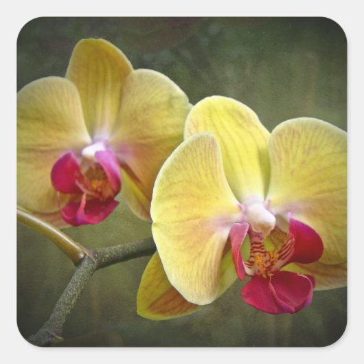 Gele moth Orchids - Phalaenopsis Vierkante Sticker (Voorkant)