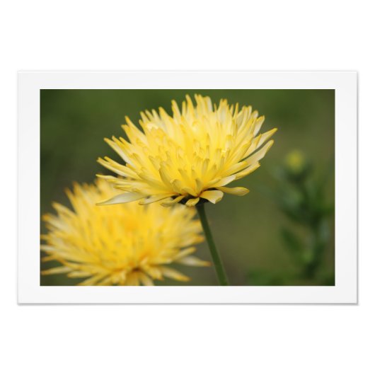 Gele Mums Foto Afdruk (Voorkant)