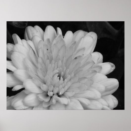 Gele Mums Poster (Voorkant)