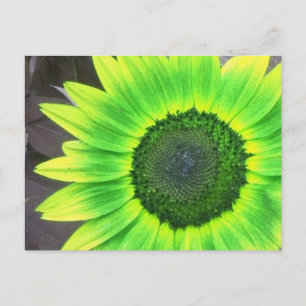 Gele N Groene Zonnebloem Briefkaart