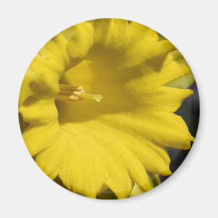 Gele Narcis Bloem Close-up Fotografie Magneet