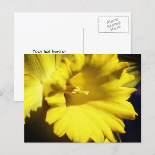 Gele Narcis Bloem Fotografie Briefkaart