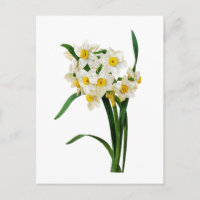 Gele narcis of Narcissen door Pierre Joseph