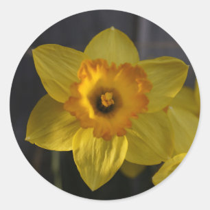 Gele Narcis Ronde Sticker