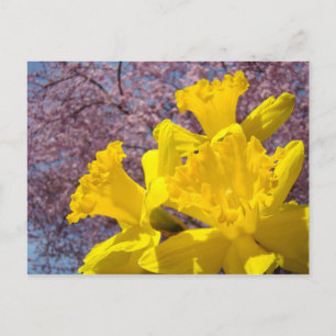 Gele narcisbloemen ansichtkaarten Boom Bloesems Briefkaart
