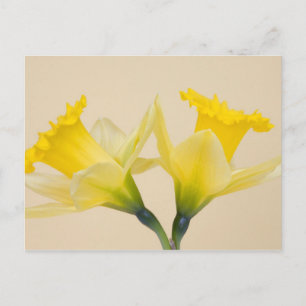 Gele narcissen briefkaart