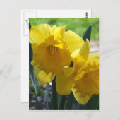 Gele narcissen briefkaart (Voorkant / Achterkant)