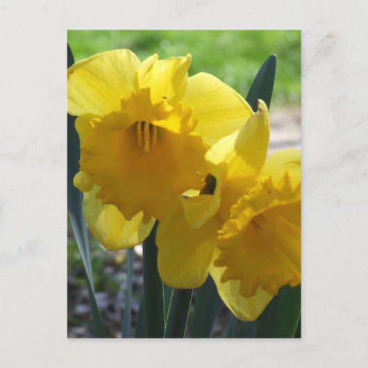 Gele narcissen briefkaart (Voorkant)