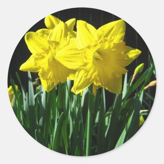 Gele narcissen - Sticker (Voorkant)