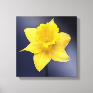 Gele Narcissus Bloem Bloemenschildering in waterve Canvas Afdruk