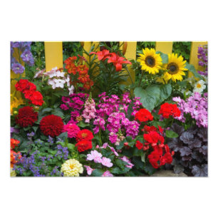 Gele omheining met bloementuin foto afdruk