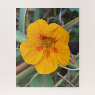 Gele Oost-Indische kers, San Francisco Legpuzzel