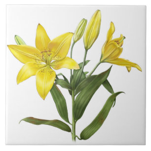 Gele Oosterse Lelie Bloemen Botanische Kunst Tegeltje