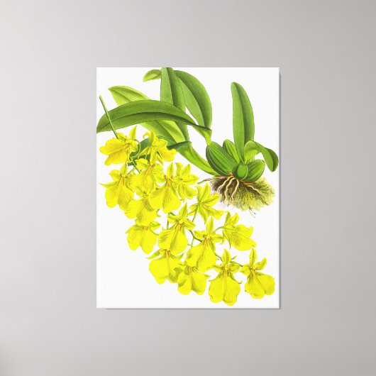 gele orchidebloem canvas afdruk (Voorkant)