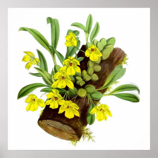  gele orchidebloem poster (Voorkant)