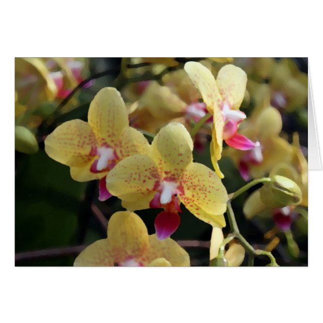 Gele orchidebloemen (Voorkant Horizontaal)