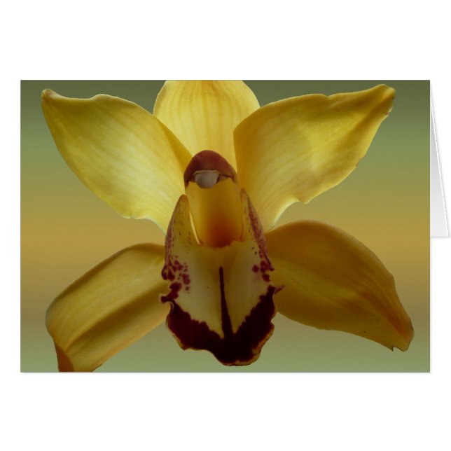 Gele orchidee (Voorkant Horizontaal)