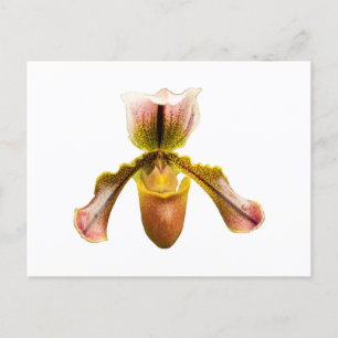 Gele orchidee briefkaart
