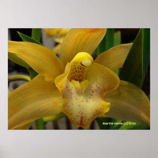 Gele orchidee poster (Voorkant)