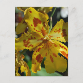 Gele orchidee uit Vero Beach Briefkaart
