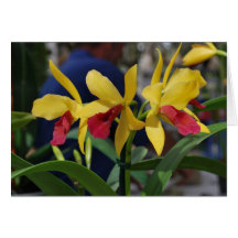 Gele Orchidee uit Vero Beach, FL