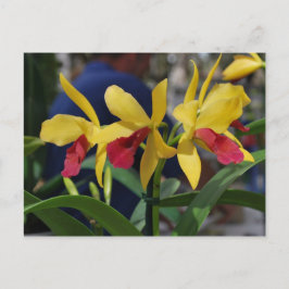 Gele Orchidee uit Vero Beach, FL Briefkaart