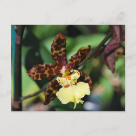 Gele Orchidee uit Vero Beach, FL Briefkaart