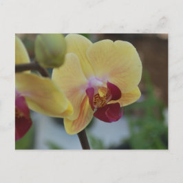 Gele Orchidee van Gardenfest 2011 Briefkaart