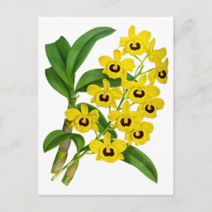 gele orchidee ventilator Kaart