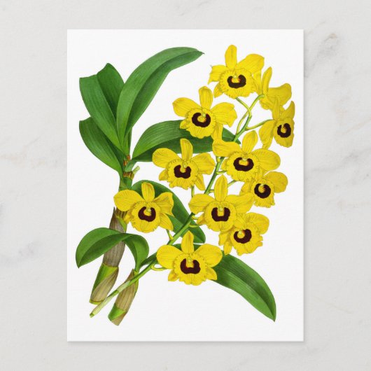 gele orchidee ventilator Kaart (Voorkant)