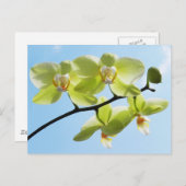 Gele orchideeën briefkaart (Voorkant / Achterkant)
