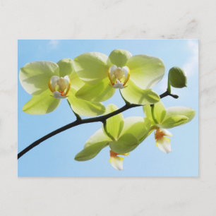 Gele orchideeën briefkaart