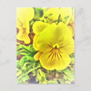  gele Pansies Pansy Flowers Sunny Garden Briefkaart